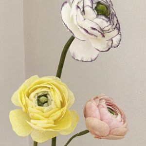 Rununculus | Anemone | Daisy